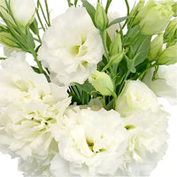 Non-gmo lisianthus samen for home and outdoor gardens