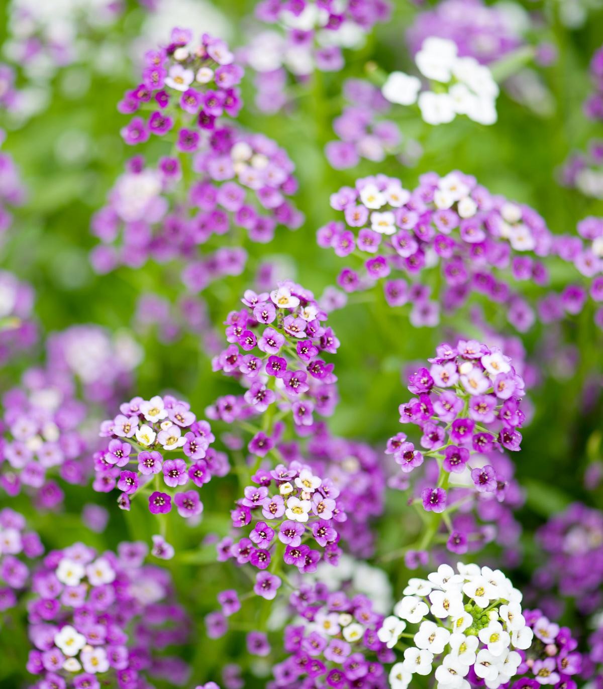 Non-gmo lobularia maritima blume samen