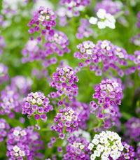 Non-gmo lobularia maritima blume samen