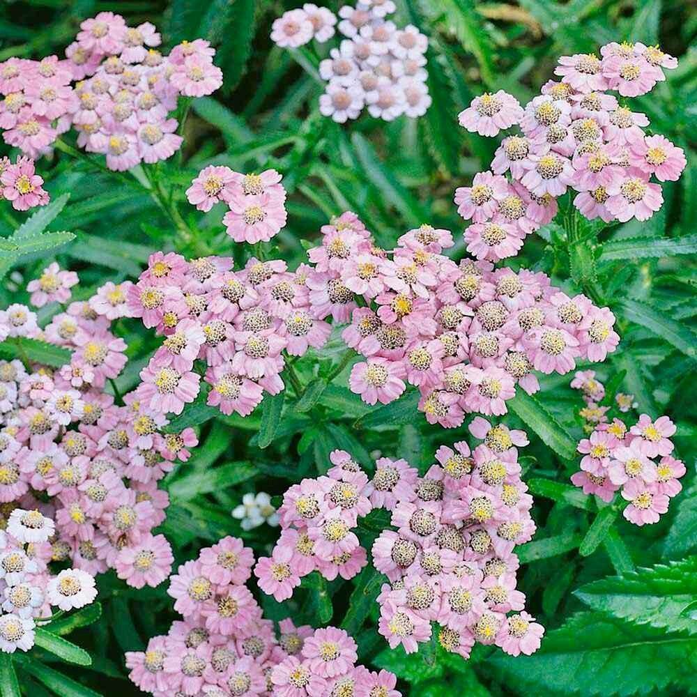Non GMO Love Parade Yarrow Samen