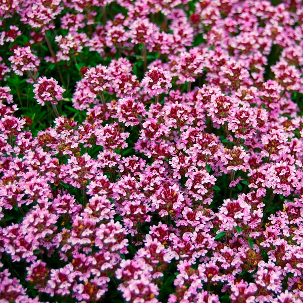 gentechnikfrei Magic Carpet Thyme Samen for rock gardens