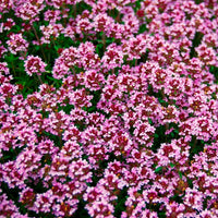 gentechnikfrei Magic Carpet Thyme Samen for rock gardens
