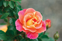Non-gmo majestic climbing rose samen
