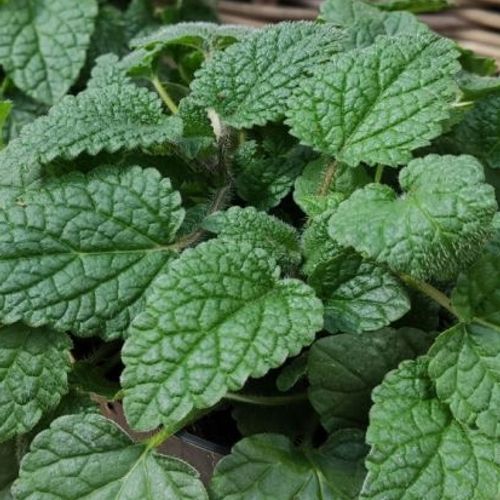 gentechnikfrei Mandarina Zitrone Balm Samen for ornamental gardens