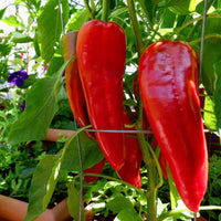 Non-gmo süße marconi pepper samen