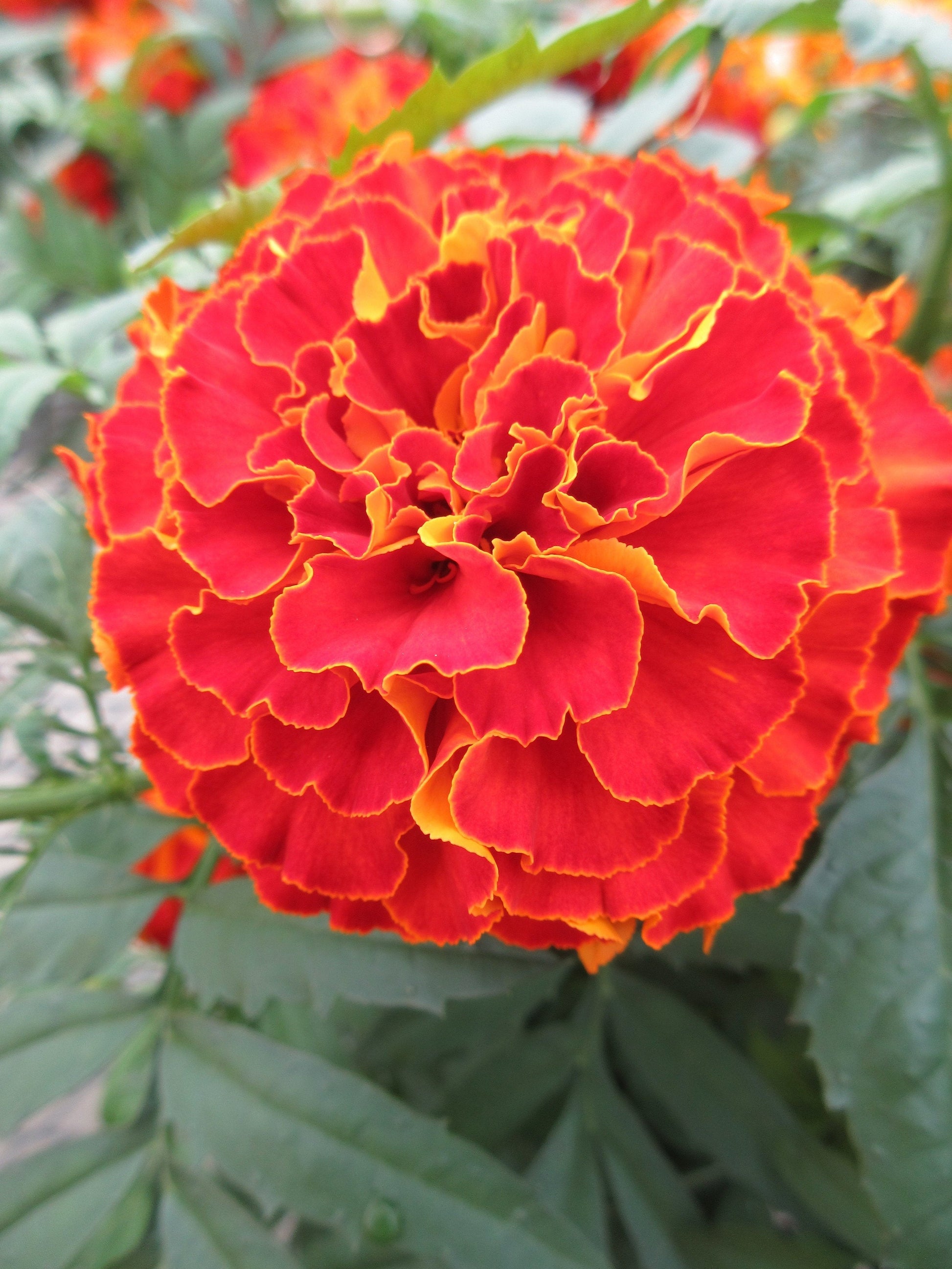 Non-gmo marigold blume samen