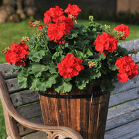 Non-gmo maroon geranium samen for gardening