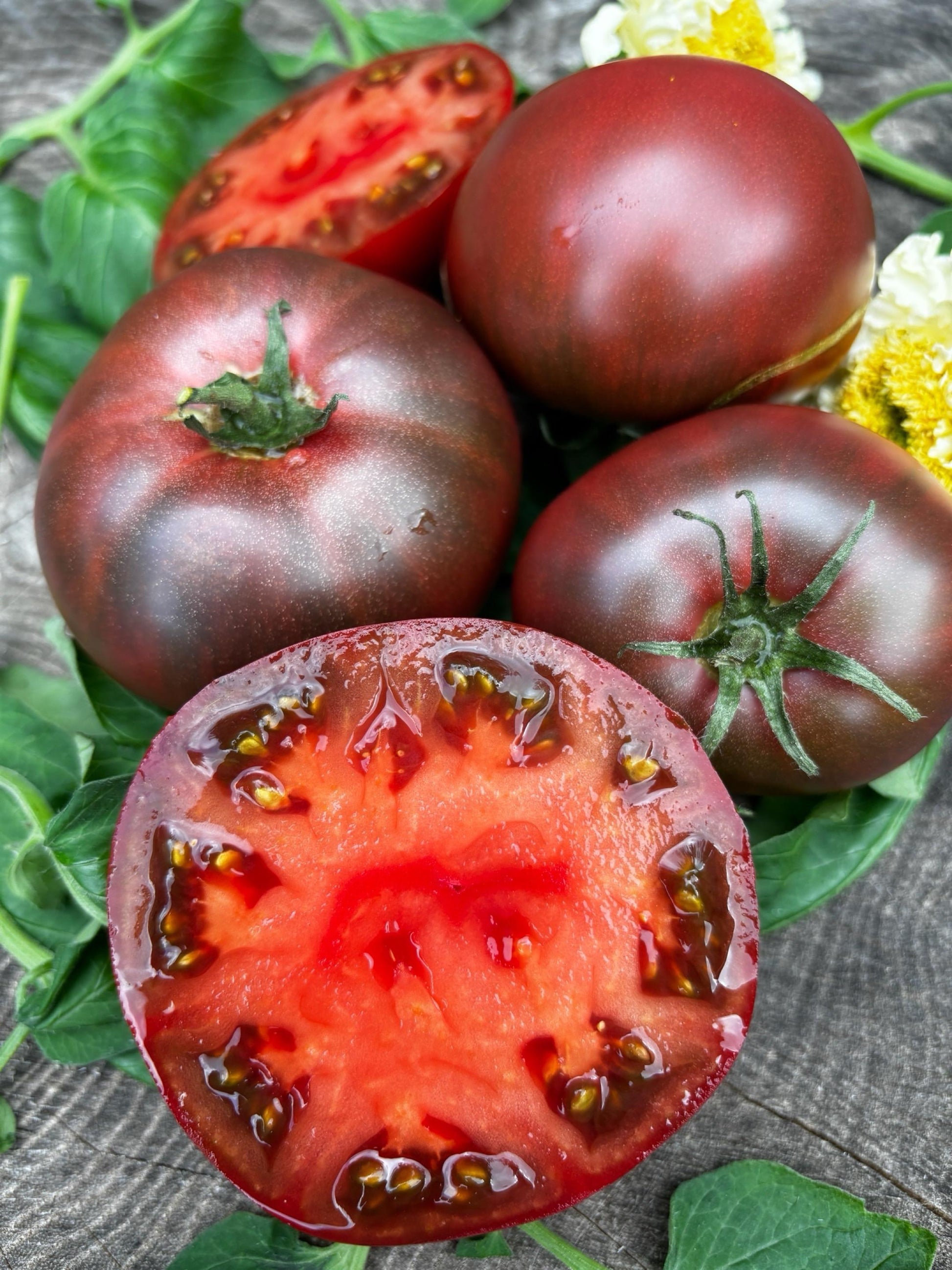 Non gmo maroon tomato samen für gardeners