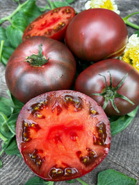 Non gmo maroon tomato samen für gardeners