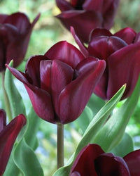 Non-gmo maroon tulip blume samen