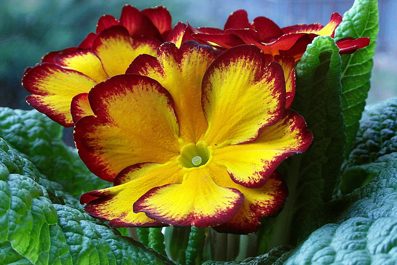 Non-gmo maroon gelb primrose blume samen for gardening
