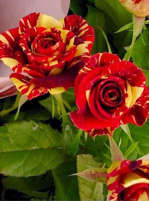 Non-gmo maroon gelb rose samen for gardening