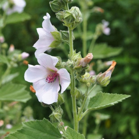 gentechnikfrei Marshmallow Blume Samen for borders and wildlife gardens