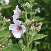 gentechnikfrei Marshmallow Blume Samen for borders and wildlife gardens