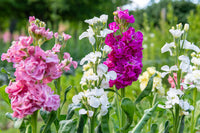 Non gmo matthiola incana multicolour samen