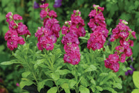 Non gmo matthiola incana lila samen