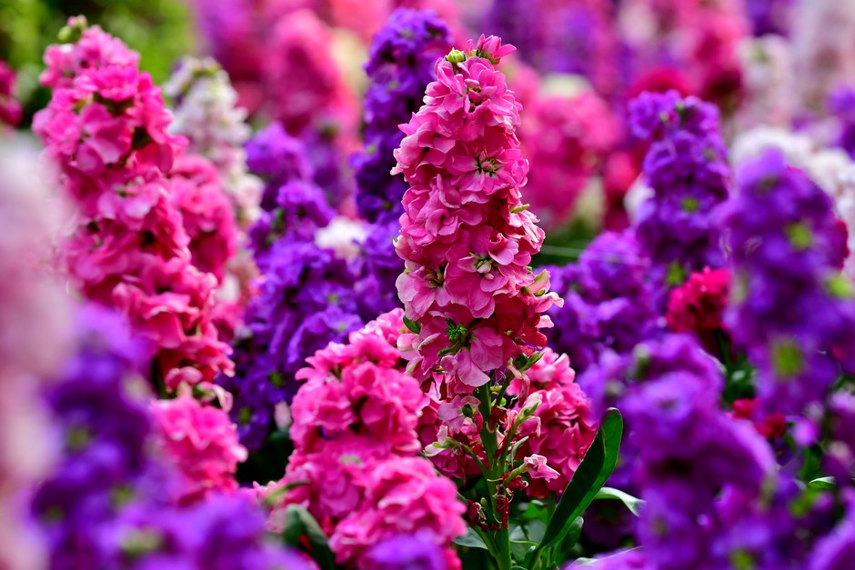 Non gmo matthiola incana samen