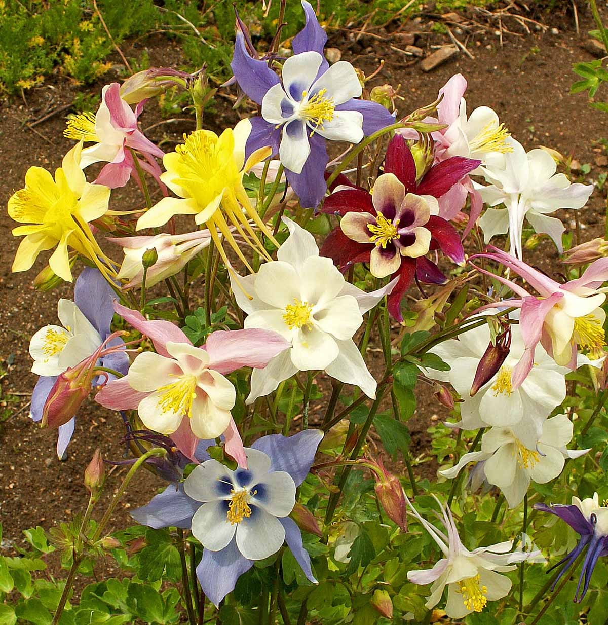 Non-gmo mckana’s giant columbine samen for garten borders