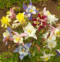 Non-gmo mckana’s giant columbine samen for garten borders