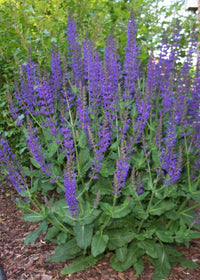 gentechnikfrei Meadow Sage Blume Samen for pollinator gardens