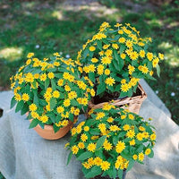 Non-gmo melampodium blume samen