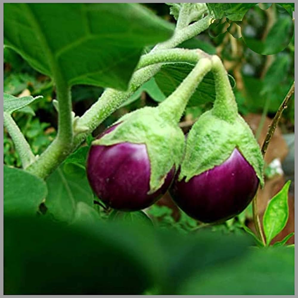 Non-gmo melon eggplant samen für home gardens