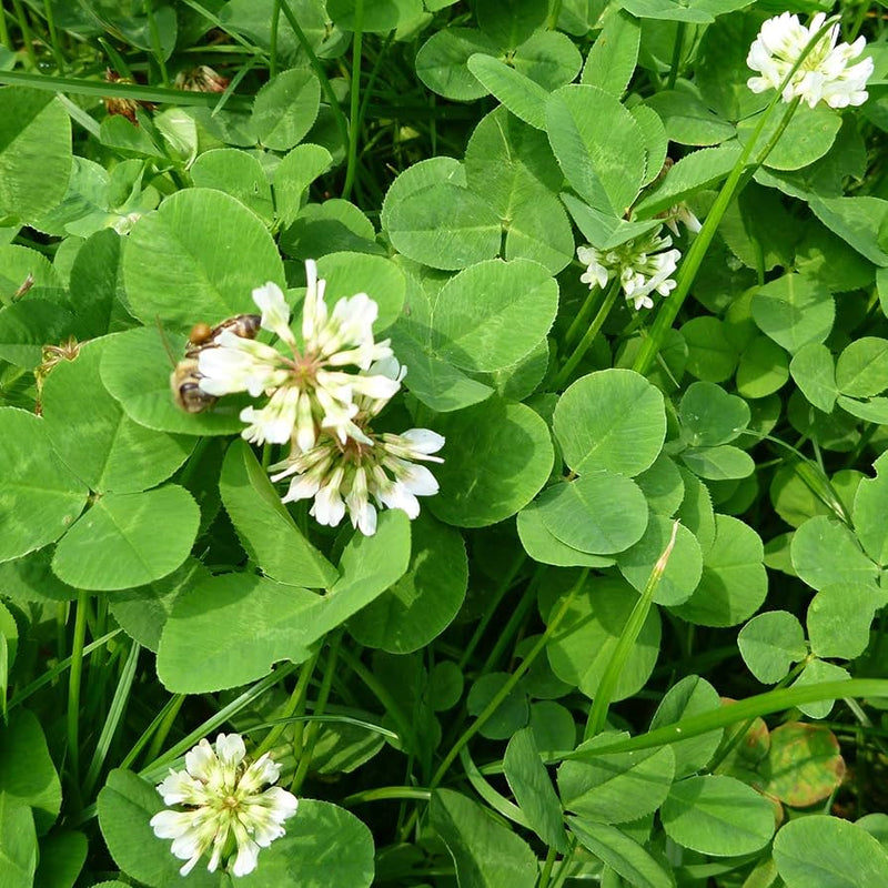 Non GMO Microclover ground cover Samen