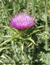 gentechnikfrei Milk Thistle Blume Samen for ornamental and wildlife gardens