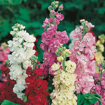 Non-gmo mini matthiola incana samen for home gardening