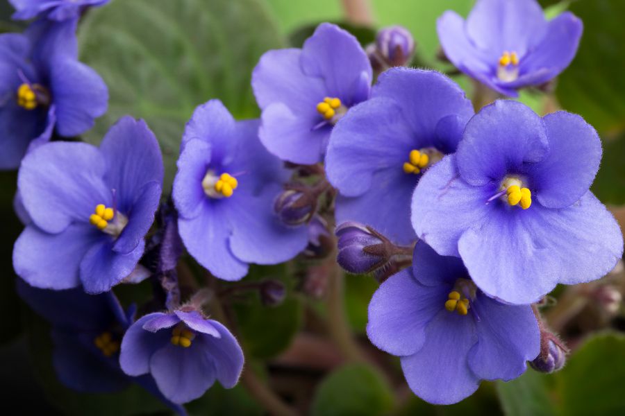 Non-gmo mini violet samen for unique anpflanzung