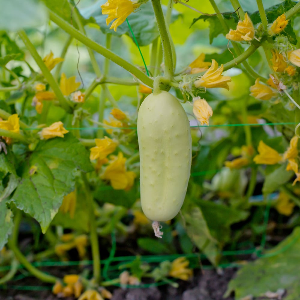 Non-gmo mini weiße cucumber samen