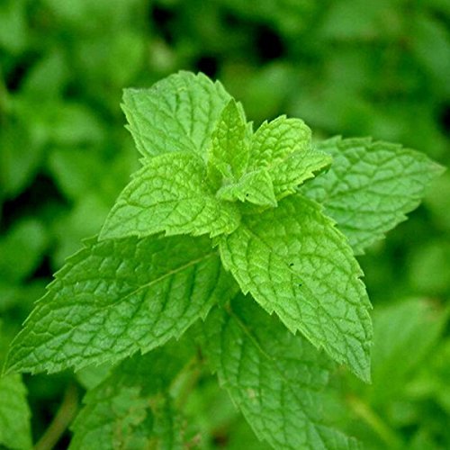 gentechnikfrei Mint Kraut Samen for ornamental gardens