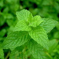gentechnikfrei Mint Kraut Samen for ornamental gardens