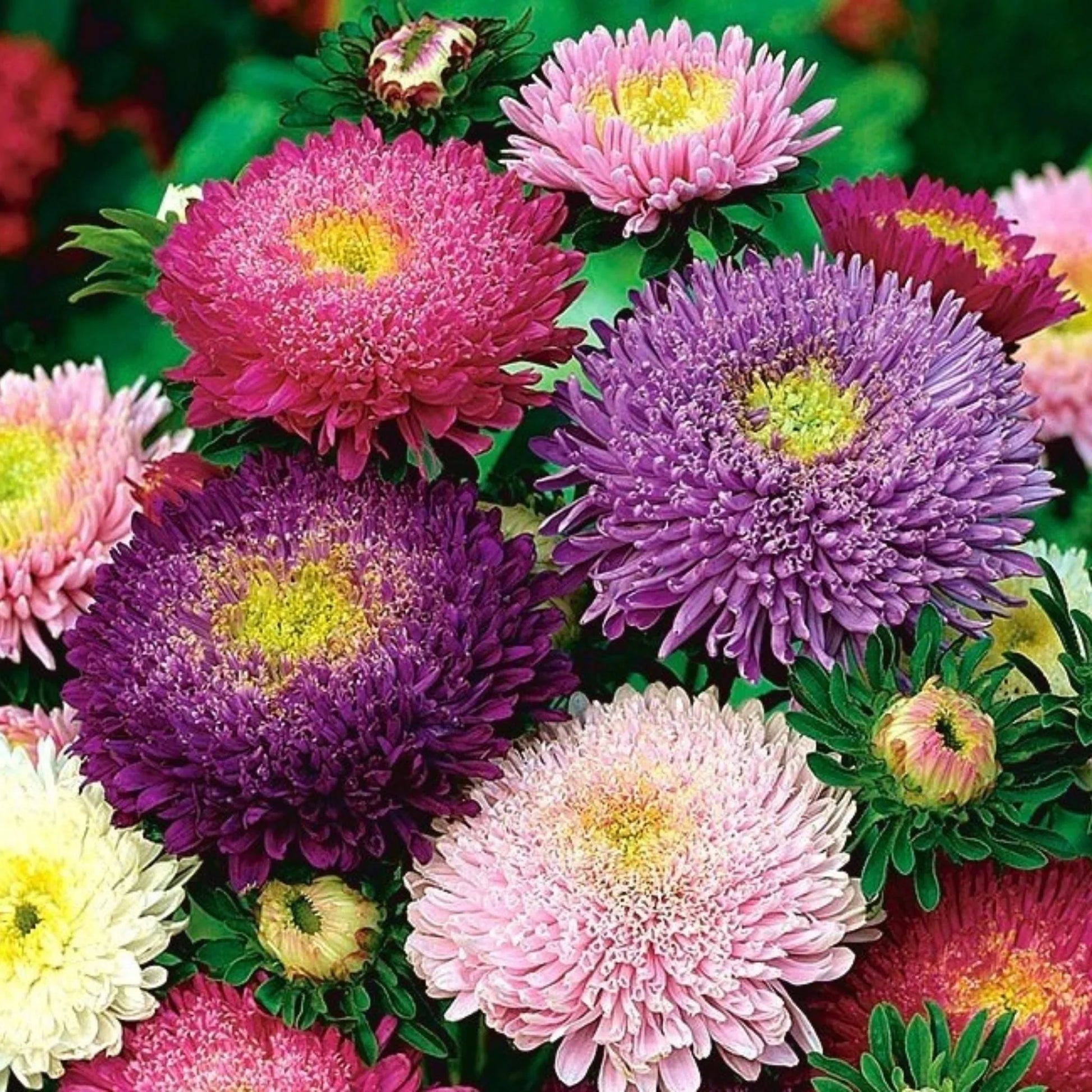 Non-gmo mixed aster samen for gardening