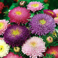 Non-gmo mixed aster samen for gardening