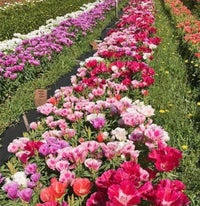 Non-gmo mixed azalea blume samen