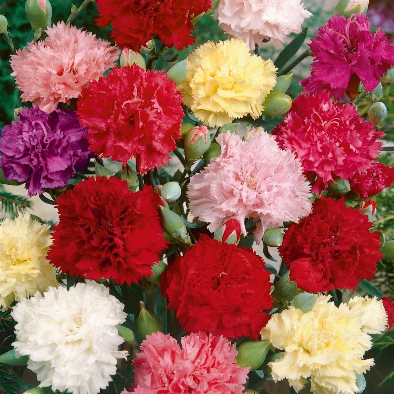 Non-gmo mixed carnation blume samen