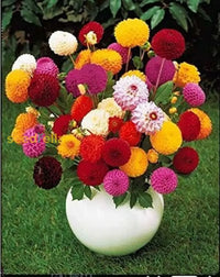 Non gmo mixed chrysanthemum samen