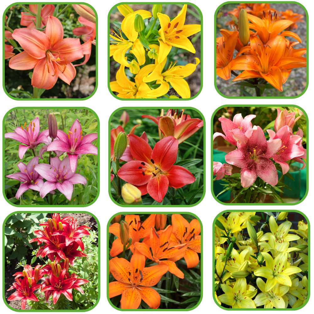 Non-gmo mixed colors daylily samen