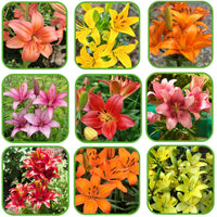 Non-gmo mixed colors daylily samen