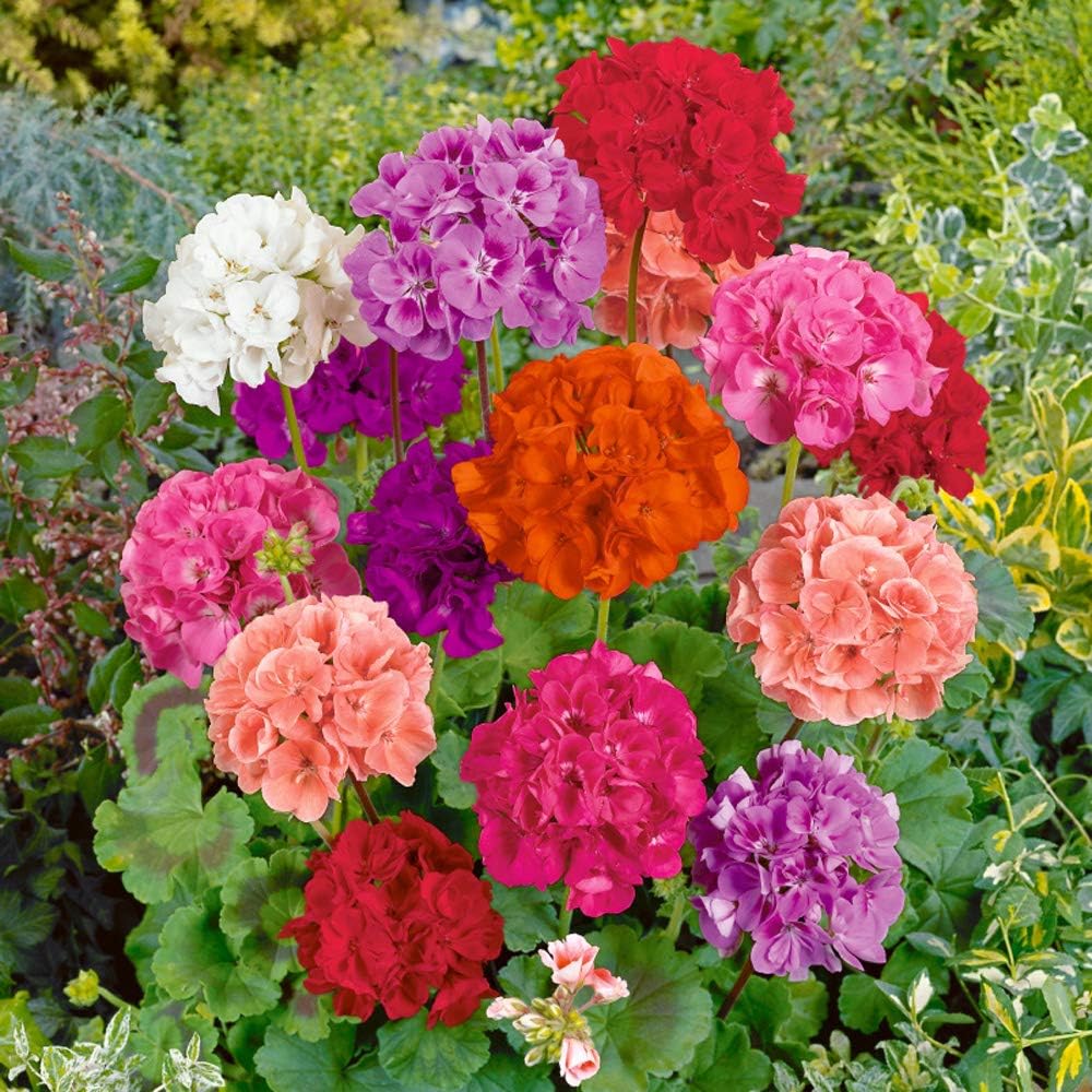 Non-gmo mixed geranium blume samen