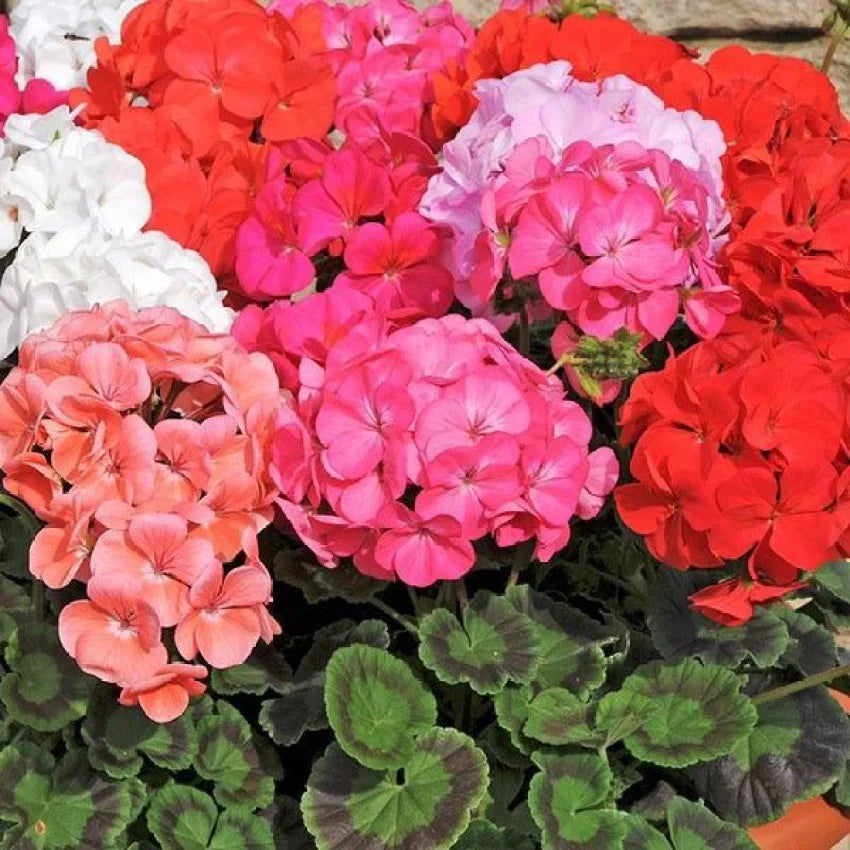 Non-gmo mixed pelargonium peltatum samen for home gardening