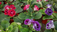 Non-gmo mixed brazilian gloxinia samen for home gardening