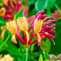 Non-gmo mixed honeysuckle blume samen