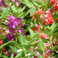 Non-gmo mixed impatiens balsamina blume samen