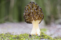 Non gmo mixed morel pilz samen