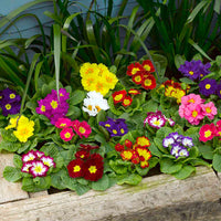 Non-gmo mixed primrose blume samen for anpflanzung
