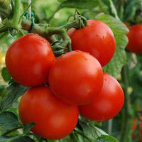Non gmo mixed tomato samen für garten aussaat