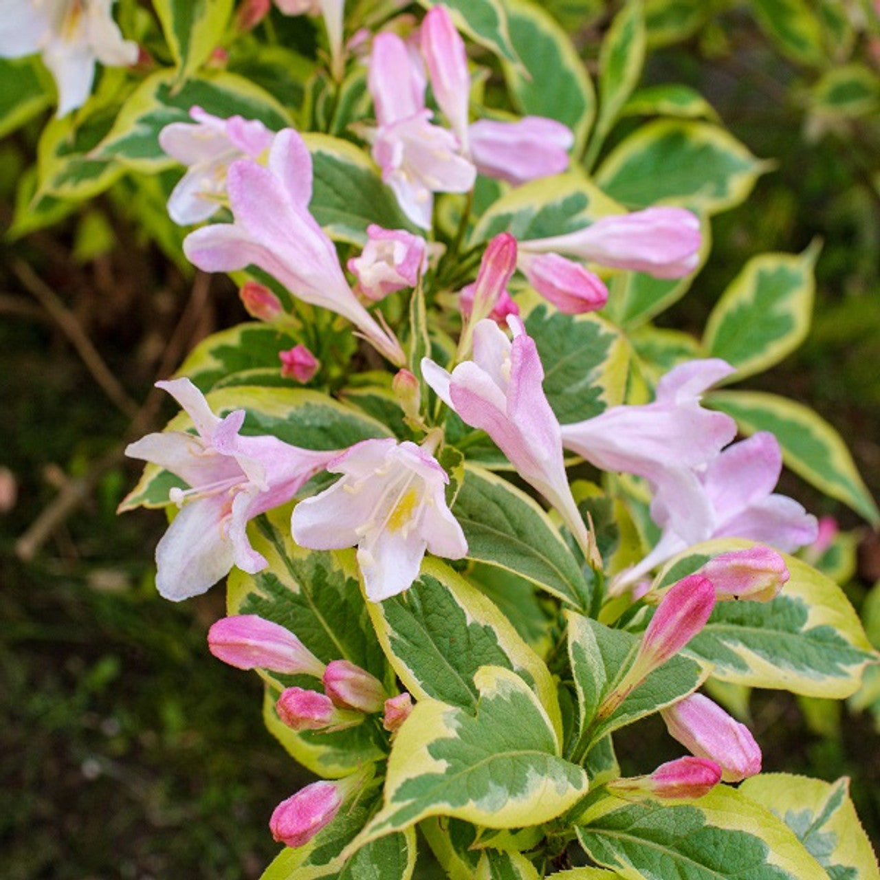 Non-gmo mixed weigela blume samen