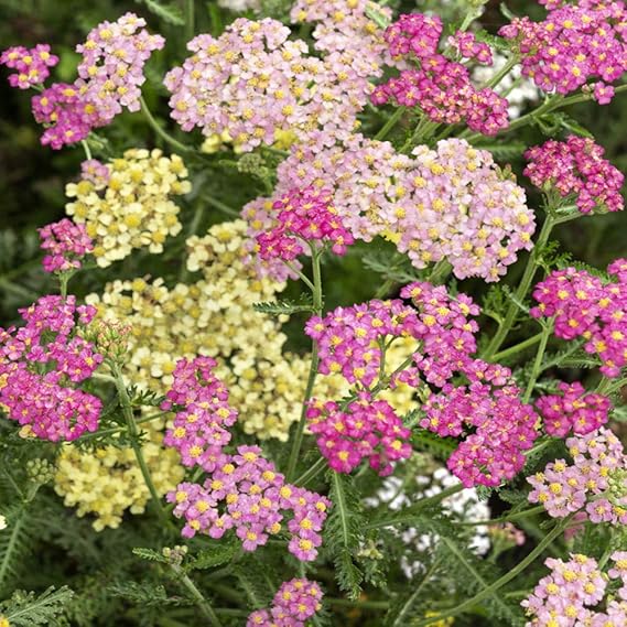 Non-gmo mixed yarrow blume samen